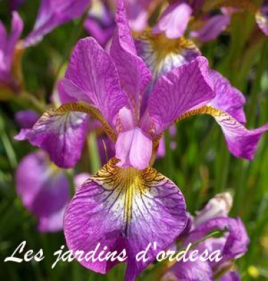 Iris sibirica sparkling